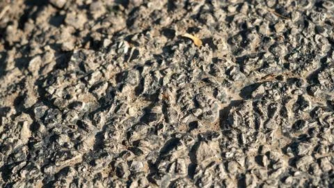 Small Fire Ant Walking on Rough Blacktop Surface 库存照片