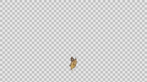 Small fire Video stock 62678457