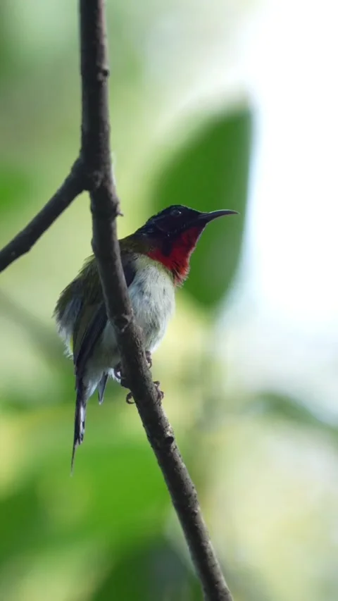 Small firebreasted flowerpecker bird perched on a thin tree branch 스톡 동영상 336033359