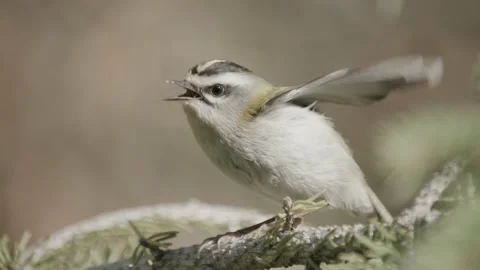 A small firecrest in the tree Stock Footage 167060323