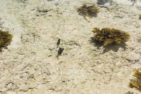Small fish against background of seabed. Stock Photos