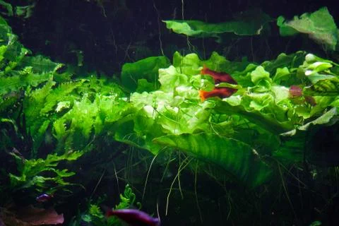 Small fish among algae. Stock Photos