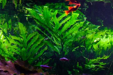 Small fish among green algae. 스톡 사진