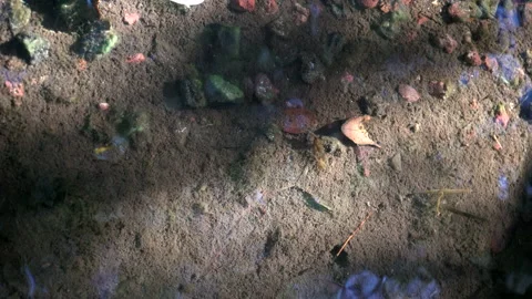 A small fish among the rocks on the seabed. Amazing underwater world Stock Footage 171400743