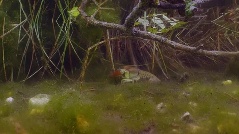 Small fish and crayfish in a Water Lake with green algae 库存影片 116875943