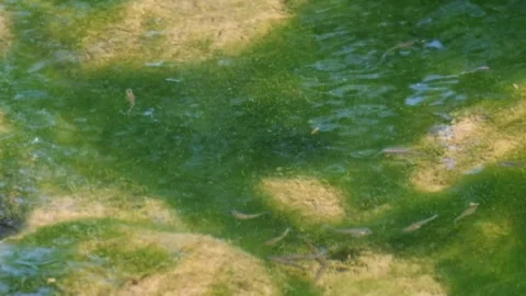 Small fish and green moss in puddles of river water Stock Footage 291619794