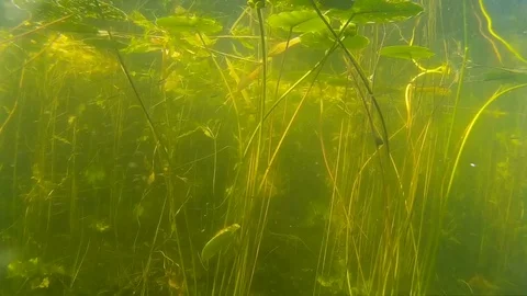 Small fish and plants under water slow Video stock 80410387
