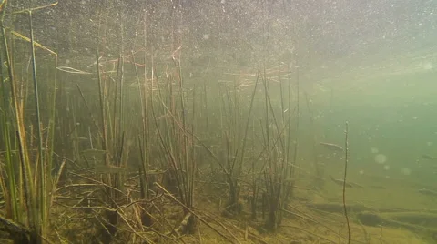 Small fish and pollen at shallow water Video stock 43376081