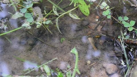Small fish and snail on fresh water Stock Footage 90242874