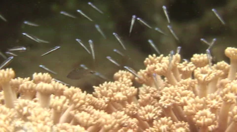 Small Fish and Soft Coral Stock Footage