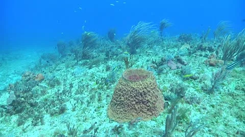 Small fish and a sponge Stock Footage 10713477