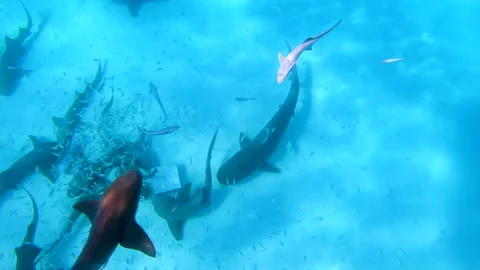 Small Fish And Tiger Sharks Swimming In Blue Sea - Bimini, The Bahamas Stock Footage 203998730