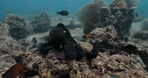 Small fish approaching an Octopus and annoy it to change its color. Stock-Footage 262315547