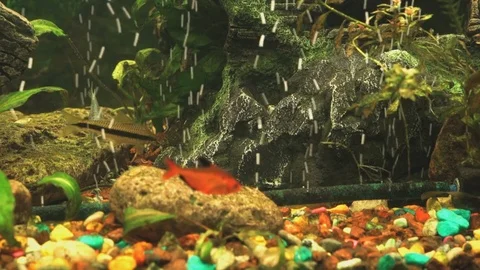 Small fish into aquarium. Close-up Stock Footage 76943810