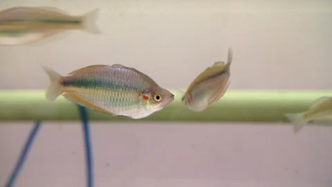 Small Fish in an aquarium Stock Footage 104424156