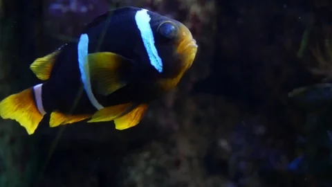 Small Fish in Aquarium Video stock 115650726