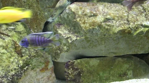Small fish in aquarium - Labidochromis caeruleus and aulonocara baenschi Video stock 40323007