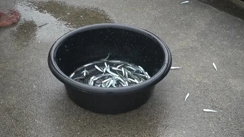 Small fish in a black basin. Stock Footage 140237415