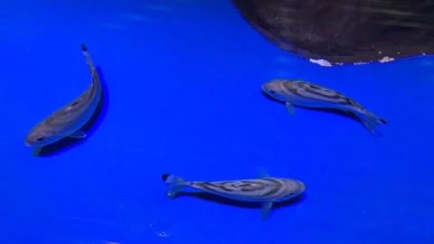 Small fish in the blue background roam freely, fish in the water. Video stock 252949693