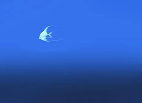 Small fish on blue Stock Photos