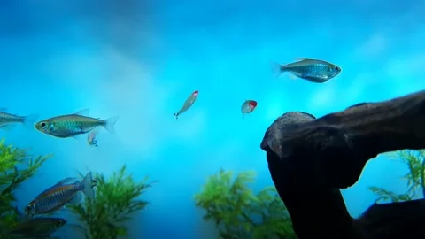 Small fish in blue water seen behind branches Stock Footage 146610066