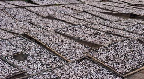 Small fish (ca com) for production of fish sauce in factory Stock Photos