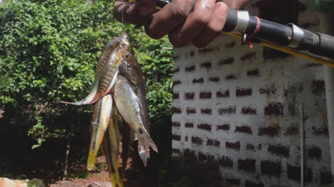Small fish catch 库存影片 159789305