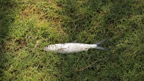 Small fish caught from the water, laying on green grass twitching, fluttering 스톡 동영상 207806830