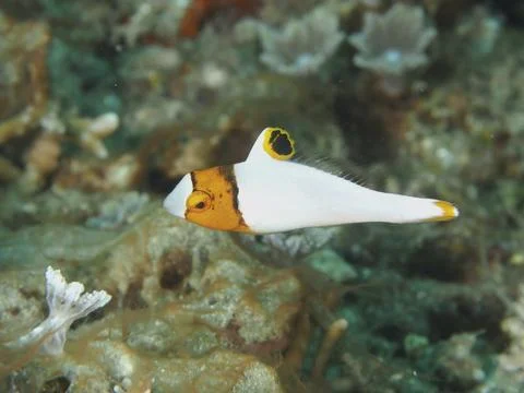 A small fish with a characteristic pattern, spotted parrotfish (Cetoscarus Stock Photos