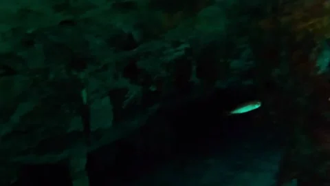 Small fish in a Clear fresh water cenote at Dos Ojos, Tulum Vídeo Stock 331106854