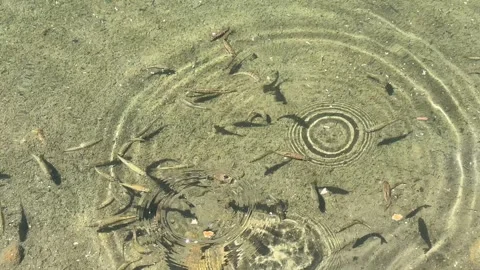 Small Fish in Clear Pirin Mountain Stream Stock Footage 315448222