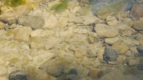 Small Fish in Clear Water Stock Footage 89739386
