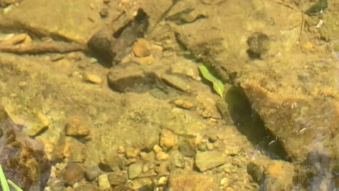 Small fish in clear water in yamaguchi, Japan Stock Footage 107787409
