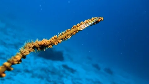 Small fish in coral Stock Footage 89560572