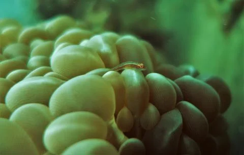 Small fish on coral Foto stock
