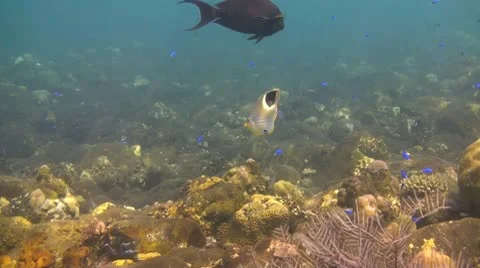 Small fish in the coral reef Stock Footage 10732329