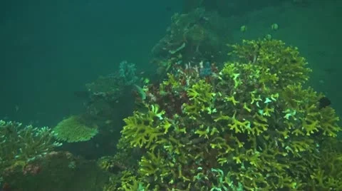 Small fish in the coral reef Stock Footage 10736053