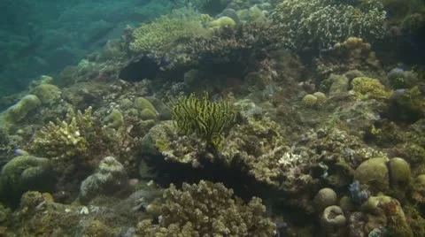 Small fish in the coral reef Video stock 10736192