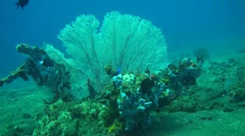Small fish in the coral reef Stock Footage 10736247
