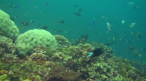 Small fish in the coral reef Stock Footage 10736305