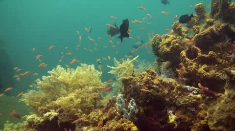 Small fish in the coral reef Stock Footage 10736390