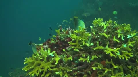 Small fish in the coral reef Stock Footage 10737668