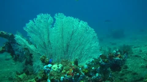 Small fish in the coral reef Stock Footage 10737788