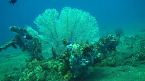 Small fish in the coral reef Stock Footage 10737797