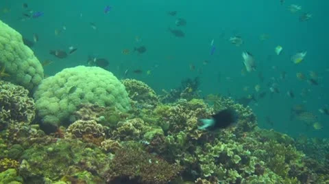 Small fish in the coral reef Stock Footage 10737844