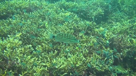 Small fish in the coral reef Stock Footage 10737864