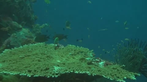 Small fish in the coral reef Stock Footage 10737936