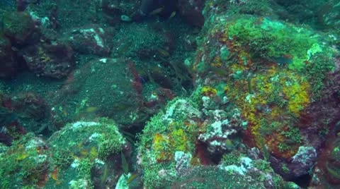 Small fish in the coral reef Stock Footage 10737954