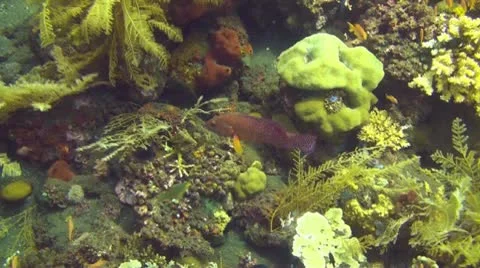 Small fish in the coral reef Stock Footage 10737961