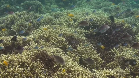 Small fish in the coral reef Stock Footage 10737973
